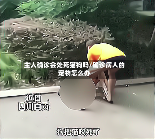 主人确诊会处死猫狗吗/确诊病人的宠物怎么办-第2张图片