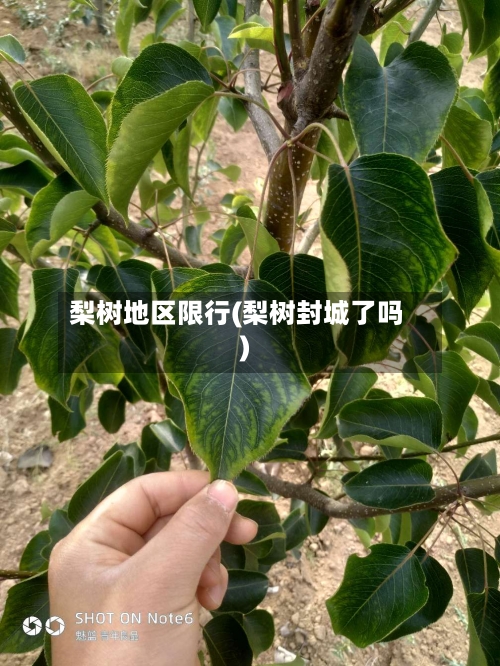 梨树地区限行(梨树封城了吗)-第2张图片