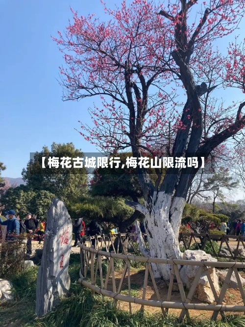 【梅花古城限行,梅花山限流吗】