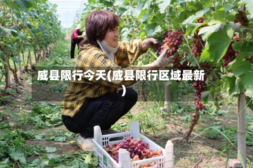 威县限行今天(威县限行区域最新)
