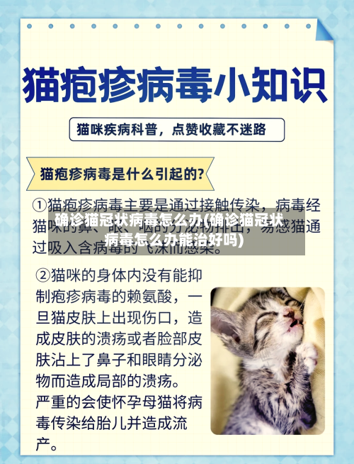 确诊猫冠状病毒怎么办(确诊猫冠状病毒怎么办能治好吗)